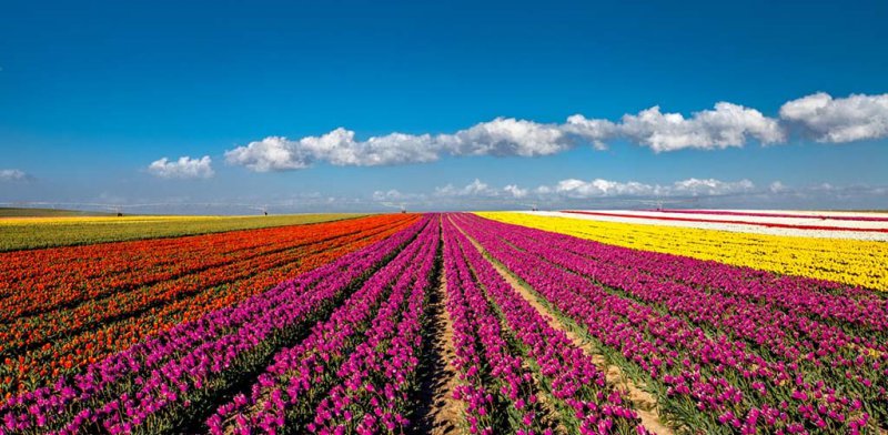 Lale Bahçeleri Turu