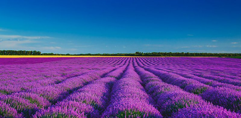 Salda Gölü & Lavanta Bahçeleri Turu