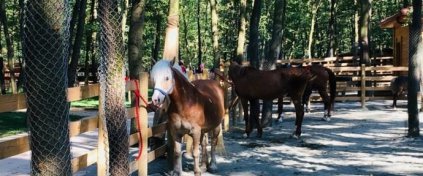 Yeni Nesil Tatil - Karnaval Tour - Otel ve Tur Rezervasyonu